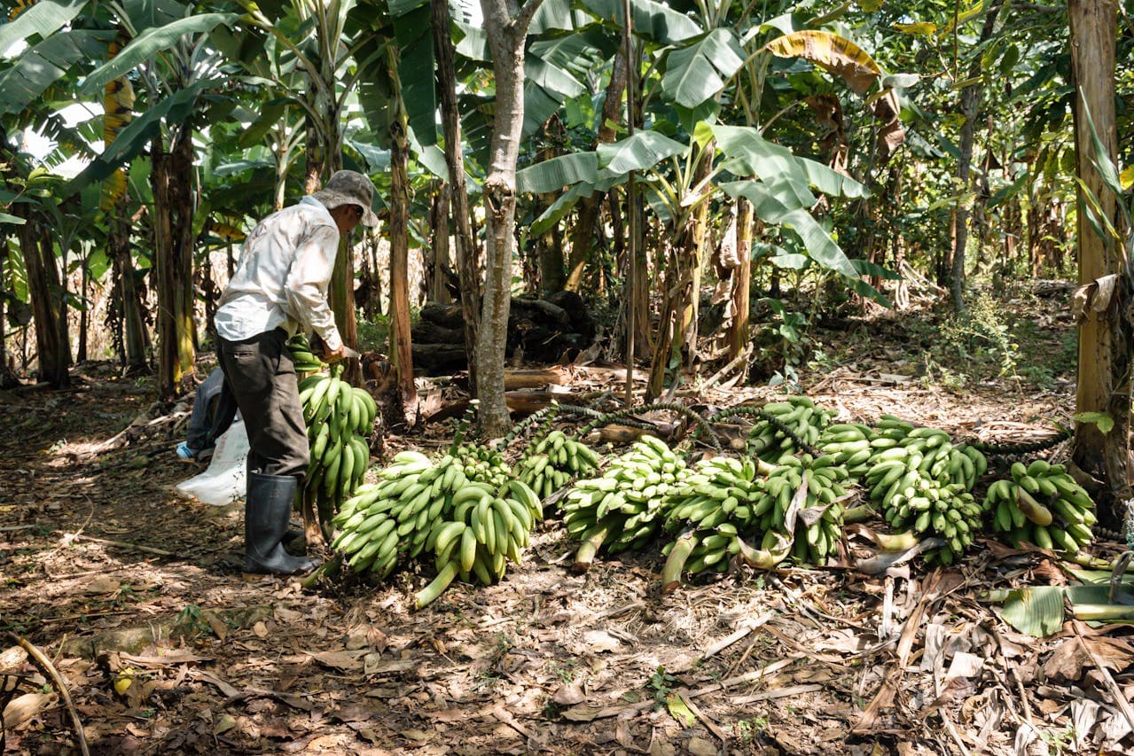 Plantain farm